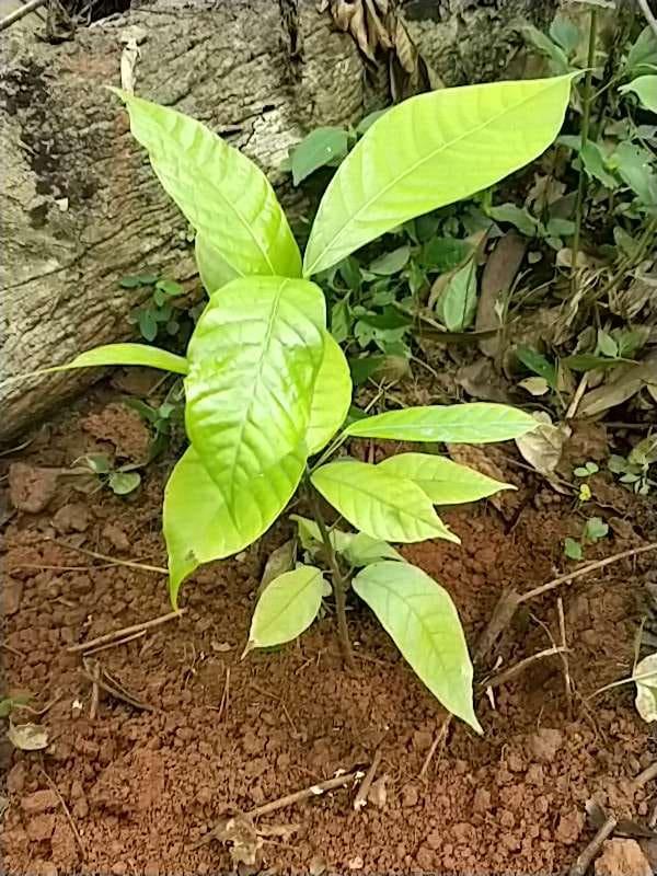 tree image