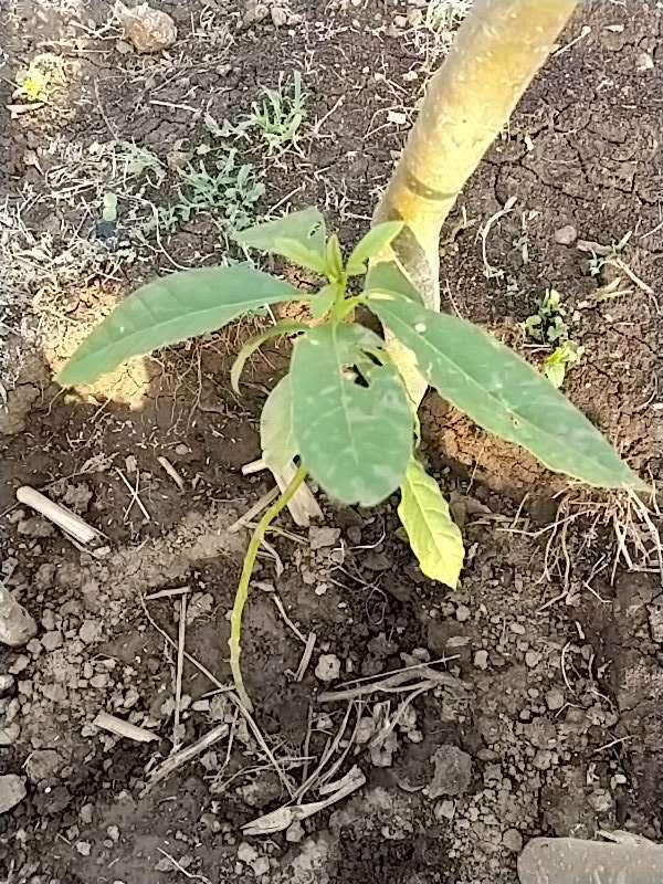 tree image