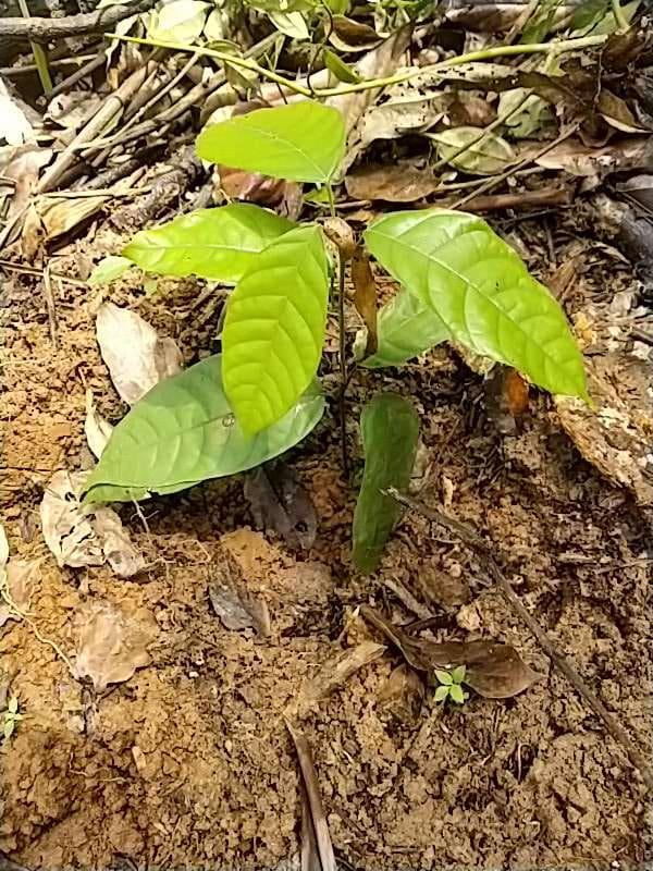 tree image