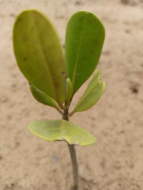 tree image
