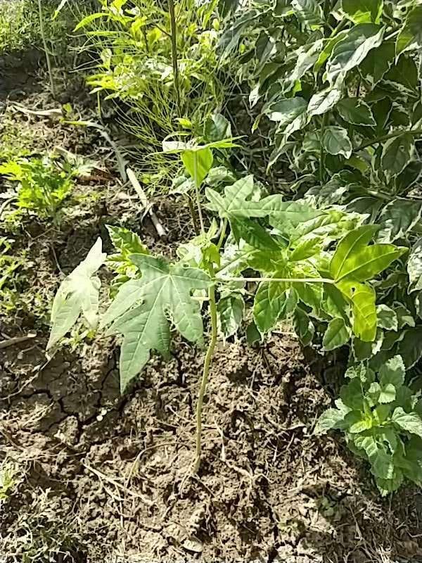 tree image