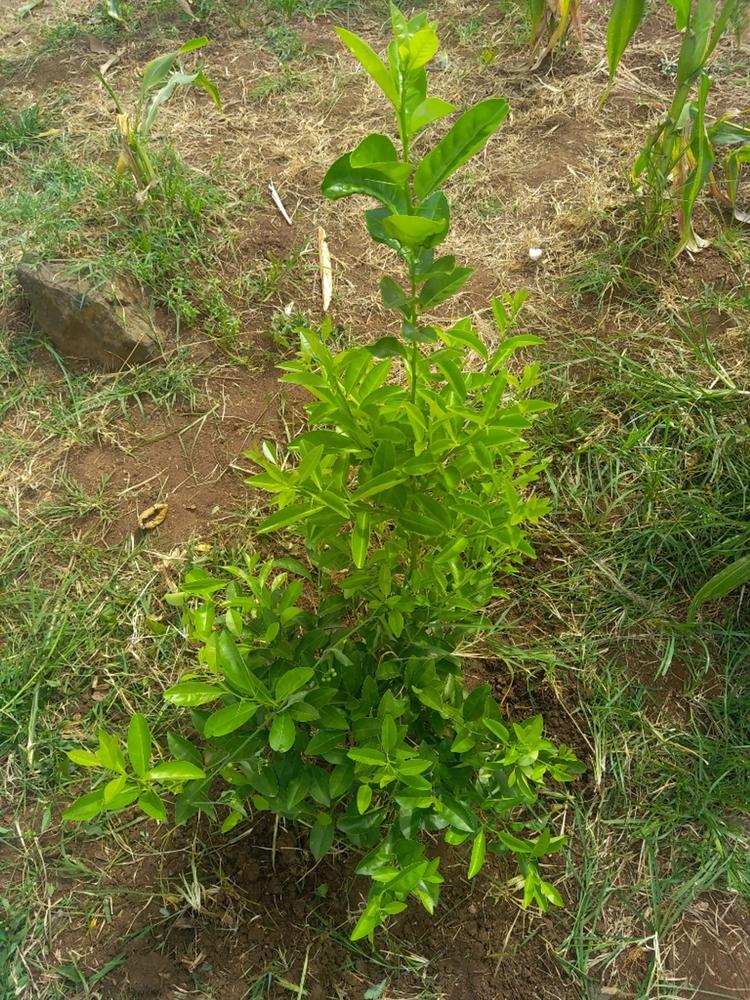 tree image