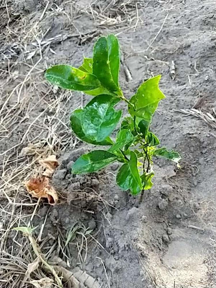 tree image
