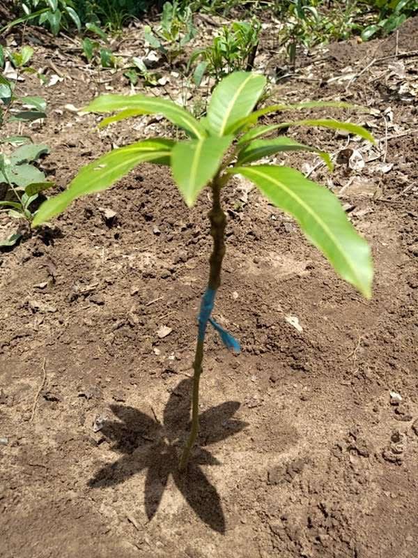 tree image