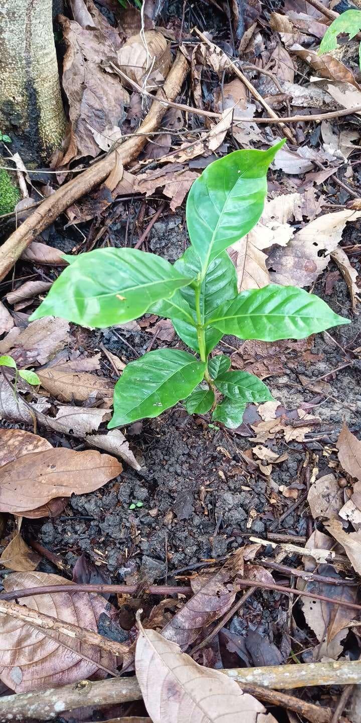 tree image