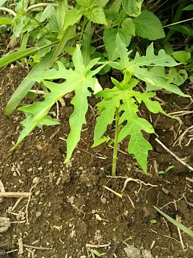 tree image