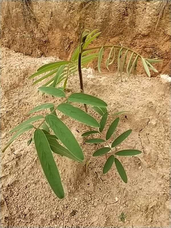 tree image