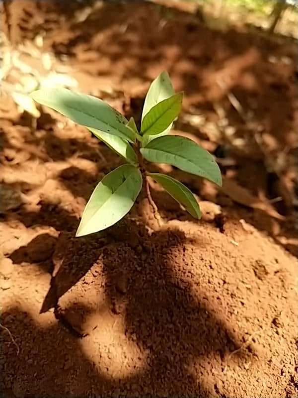 tree image