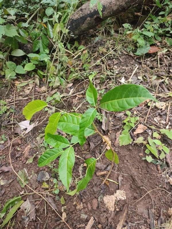 tree image