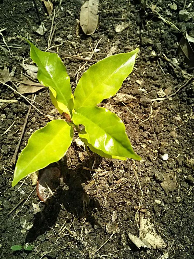 tree image