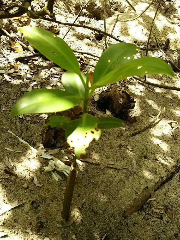 tree image