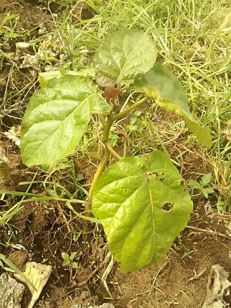 tree image