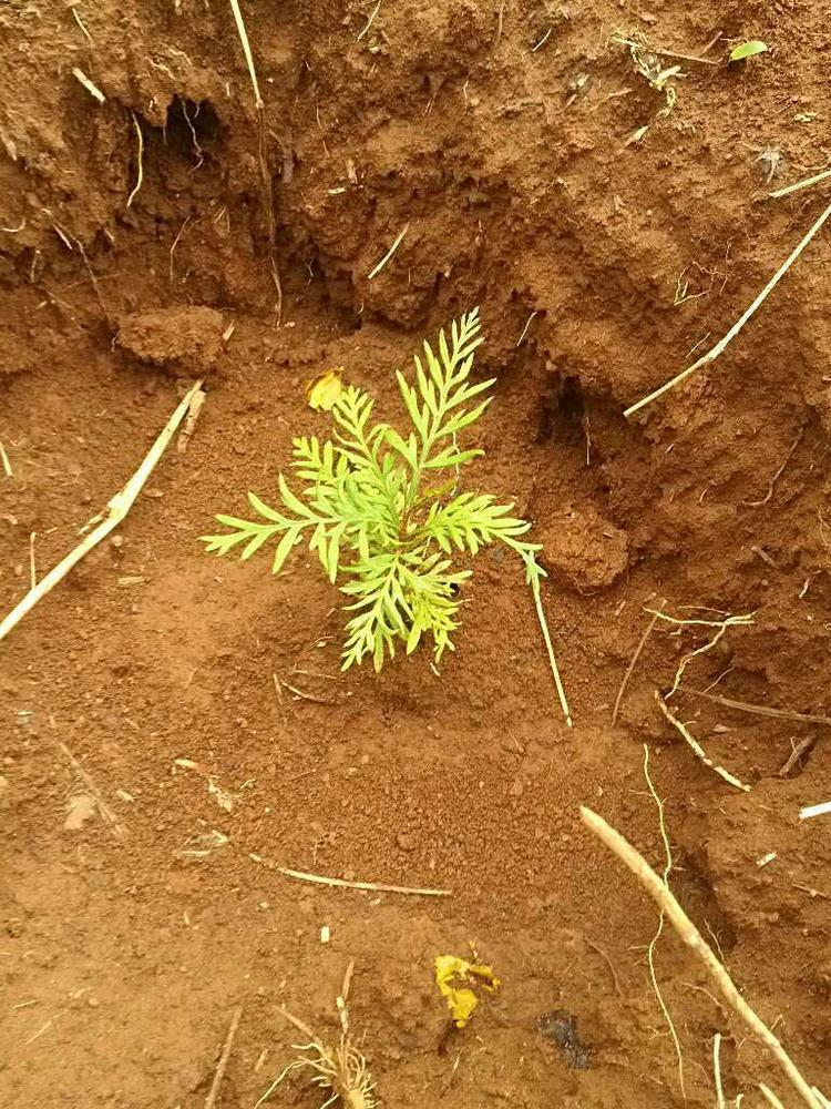 tree image