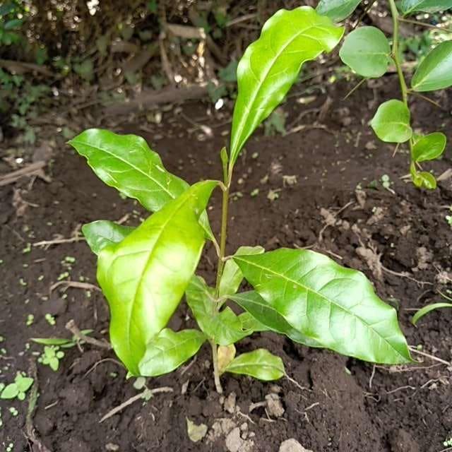 tree image