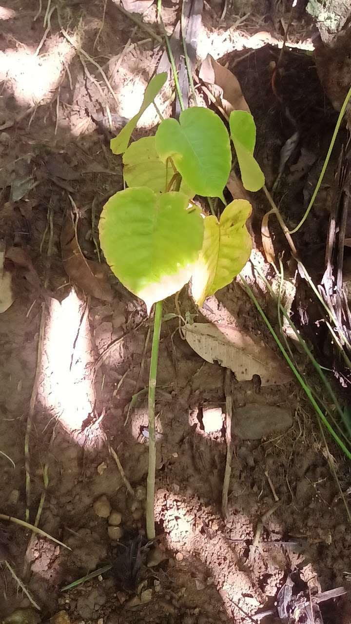 tree image