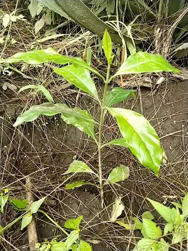 tree image