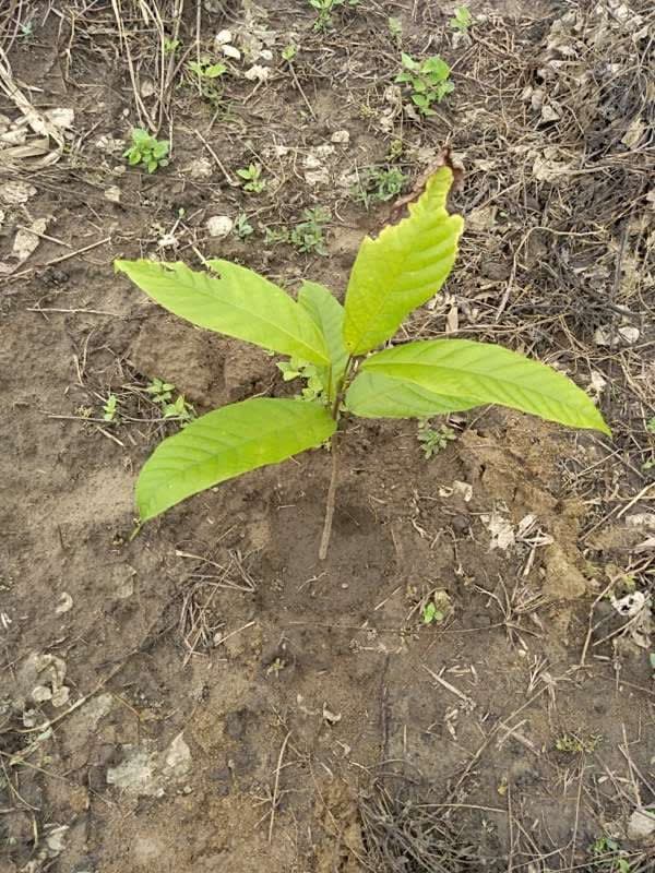 tree image
