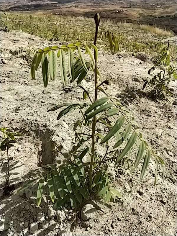 tree image