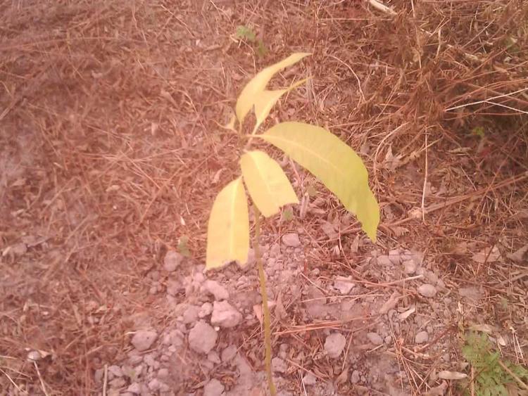tree image