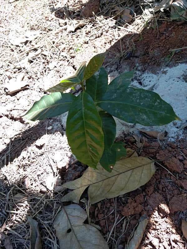 tree image
