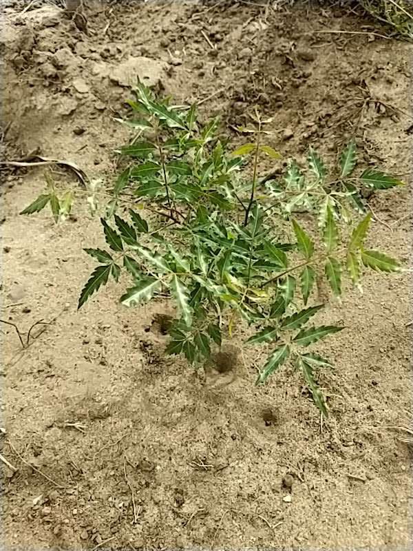 tree image