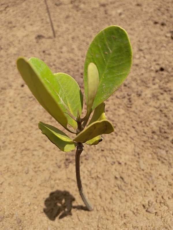 tree image