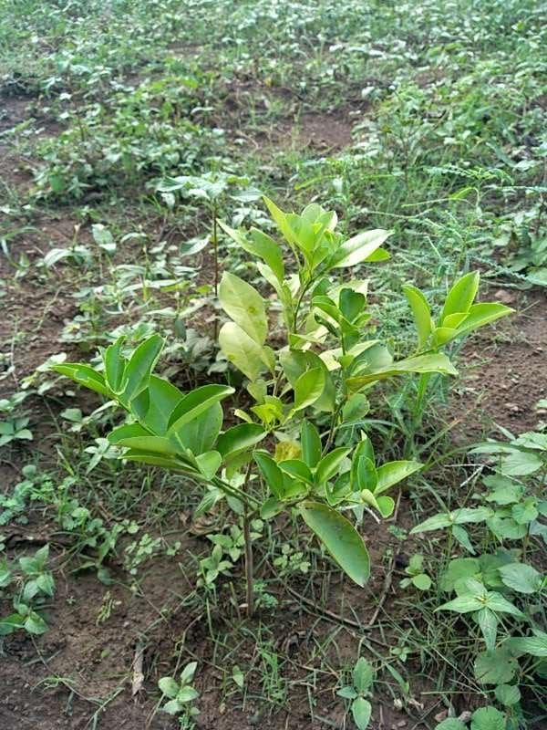 tree image