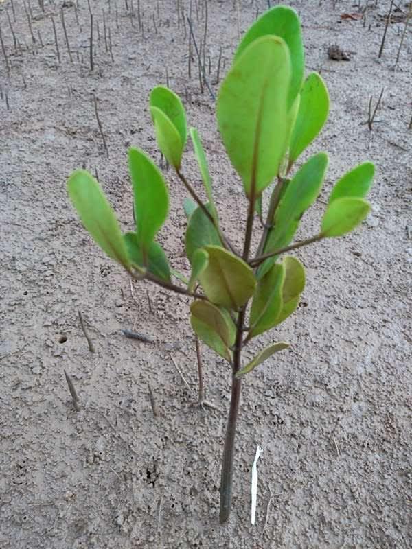 tree image