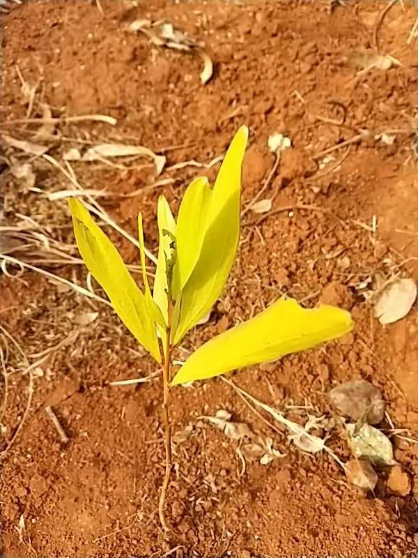 tree image