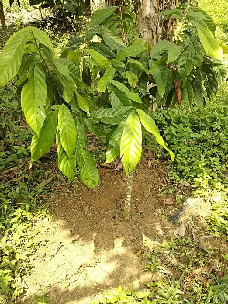tree image