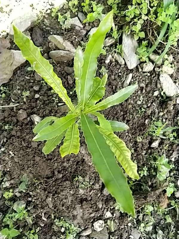 tree image
