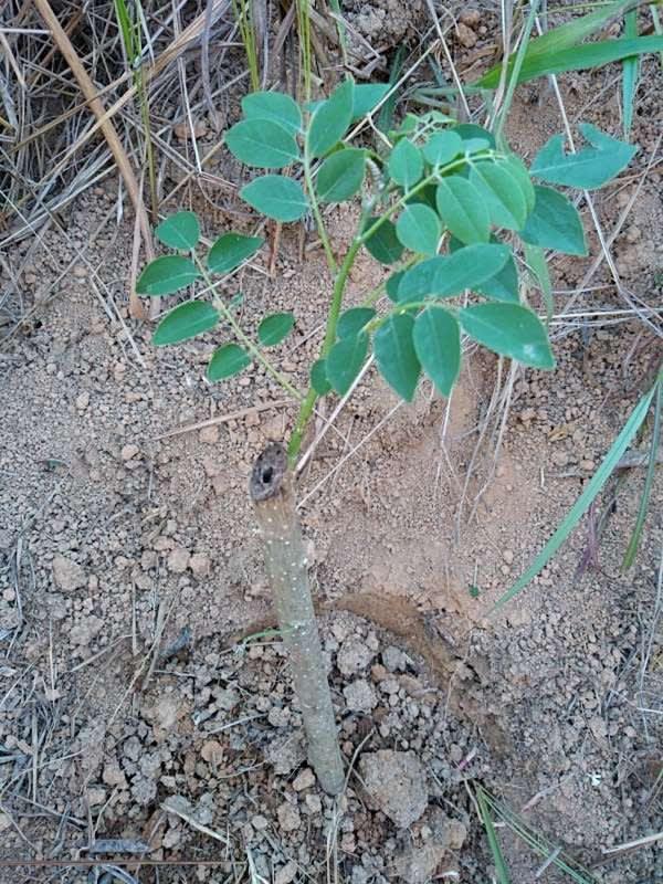 tree image