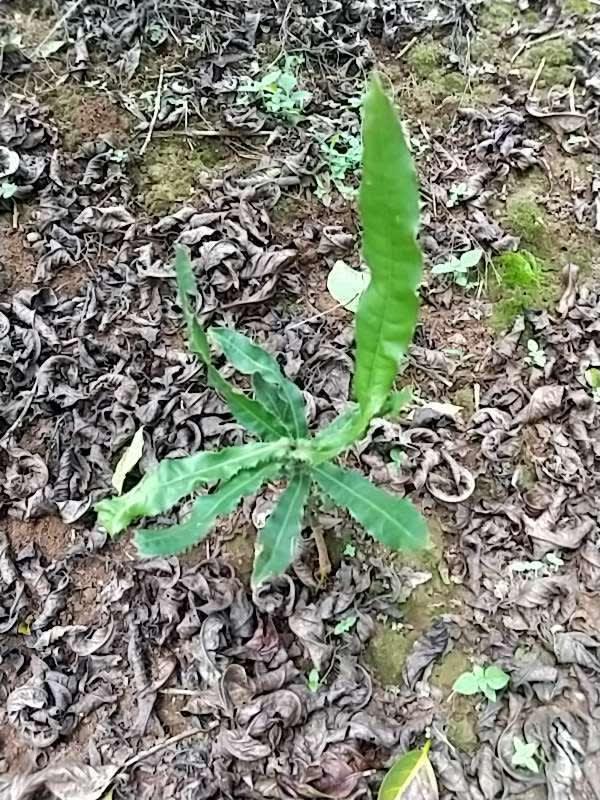 tree image