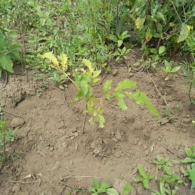 tree image