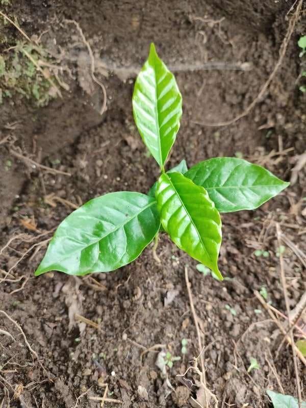tree image