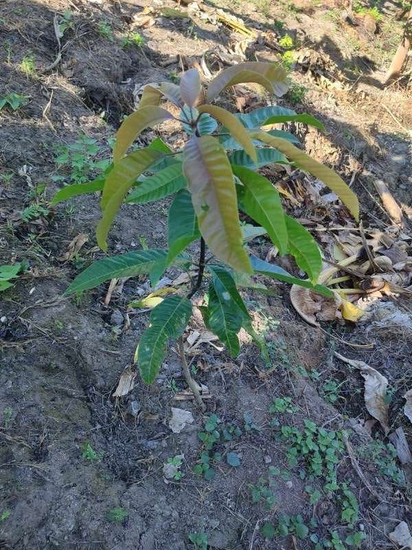 tree image
