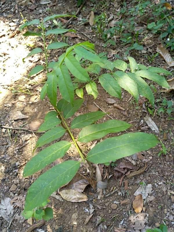 tree image