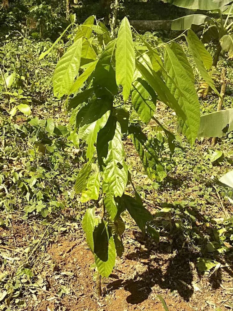 tree image