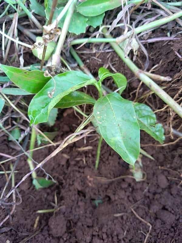 tree image