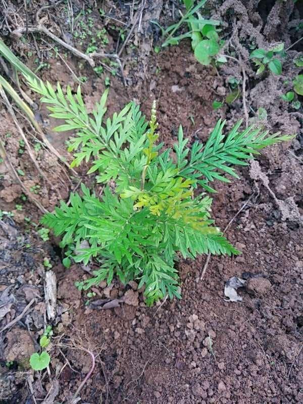 tree image