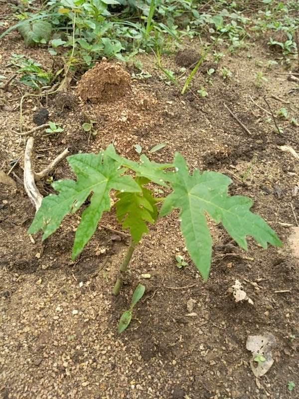 tree image
