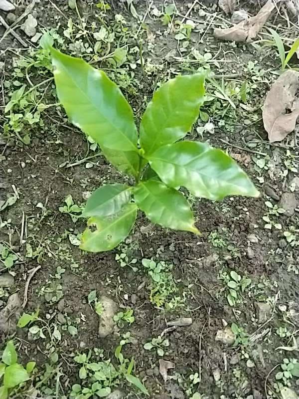 tree image