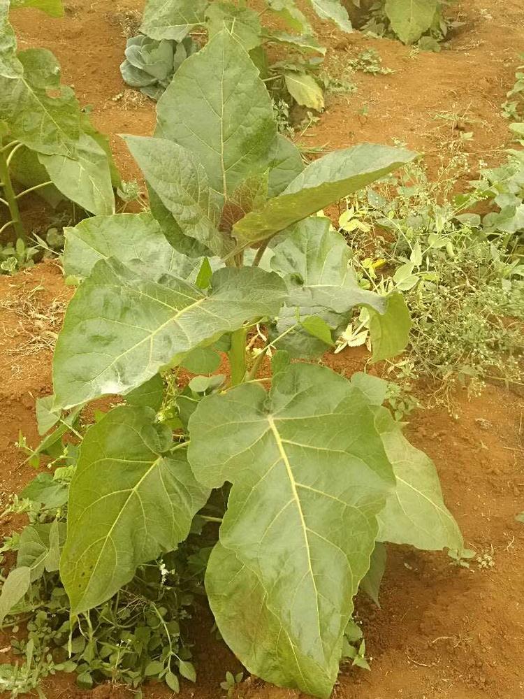 tree image