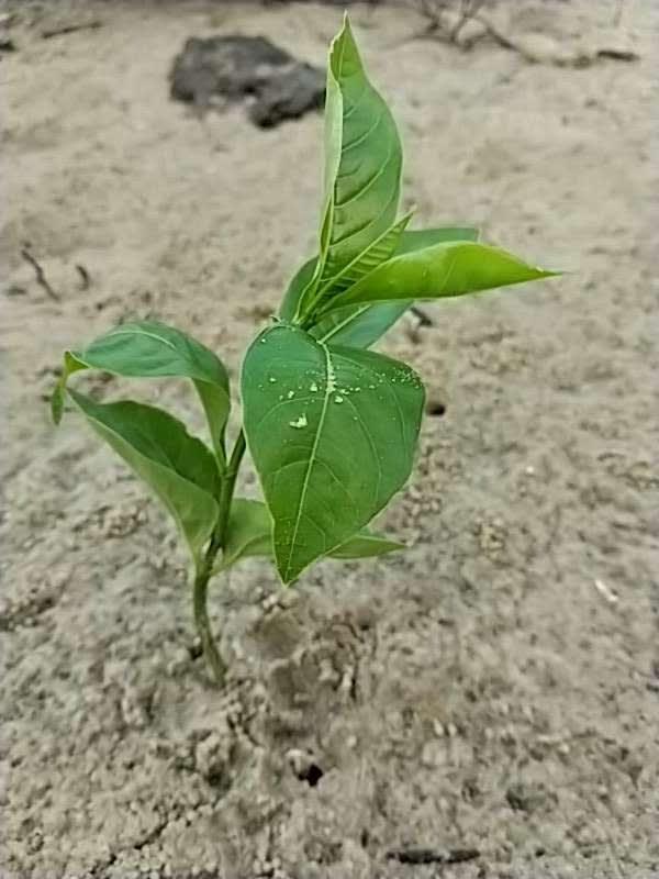 tree image