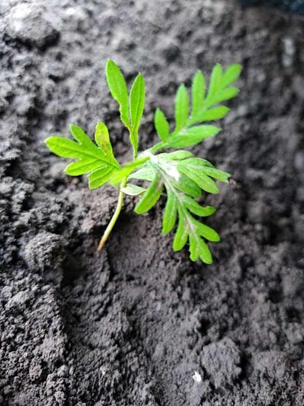 tree image