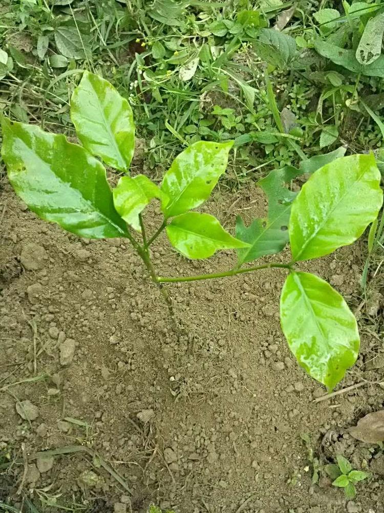tree image