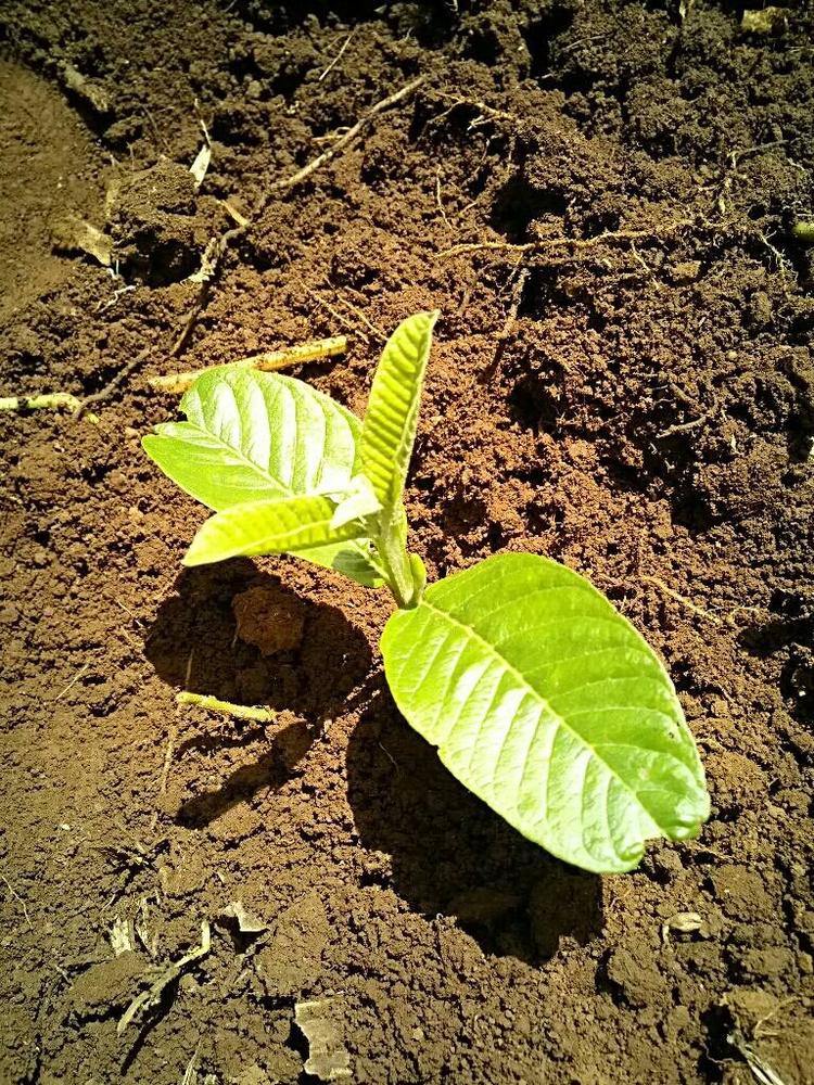 tree image
