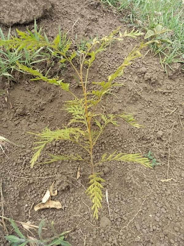 tree image