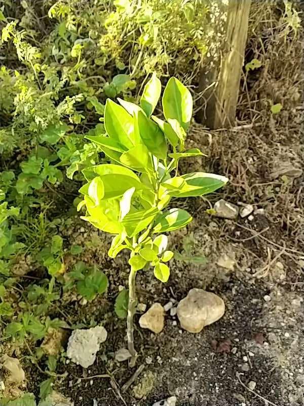 tree image