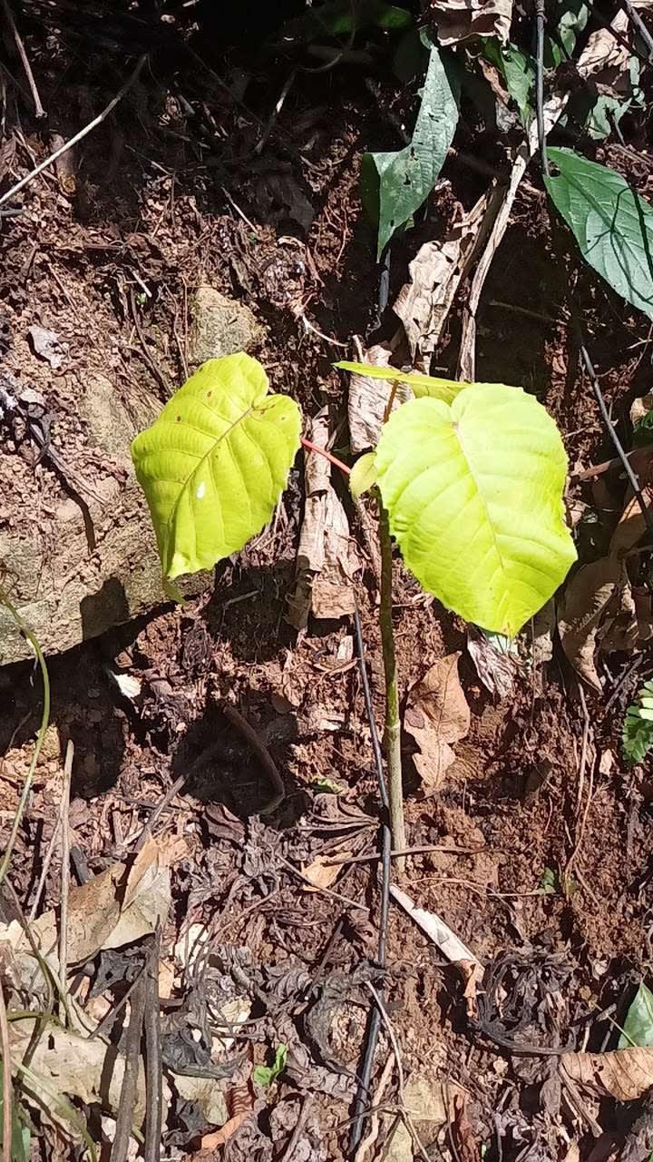 tree image